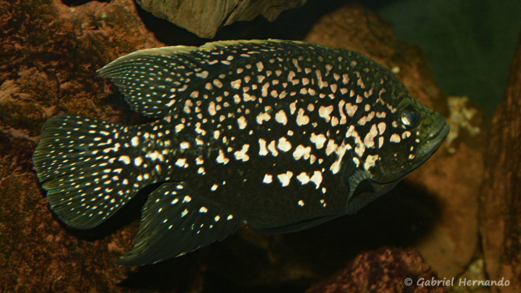 Paratilapia sp. "Andapa" (Club aquariophile de Vernon, juin 2004)