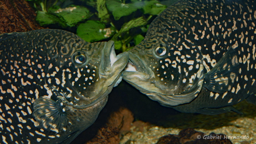 Paratilapia sp. "Andapa" (Club aquariophile de Vernon, juin 2004)