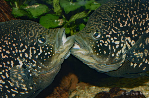 Paratilapia sp. "Andapa" (Club aquariophile de Vernon, juin 2004)