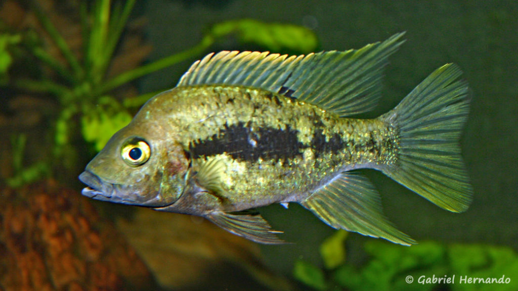 Ptychochromis grandidieri (Club aquariophile de Vernon, juin 2004)