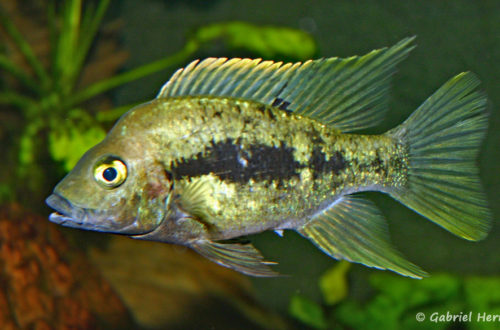 Ptychochromis grandidieri (Club aquariophile de Vernon, juin 2004)