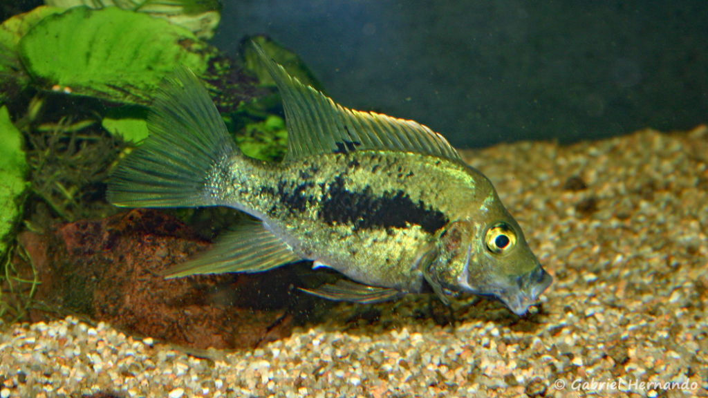 Ptychochromis grandidieri (Club aquariophile de Vernon, juin 2004)
