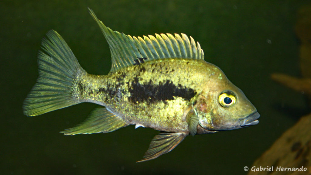 Ptychochromis grandidieri (Club aquariophile de Vernon, juin 2004)