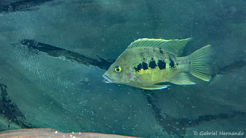 Ptychochromis grandidieri avec ses alevins (Club aquariophile de Vernon, février 2017)