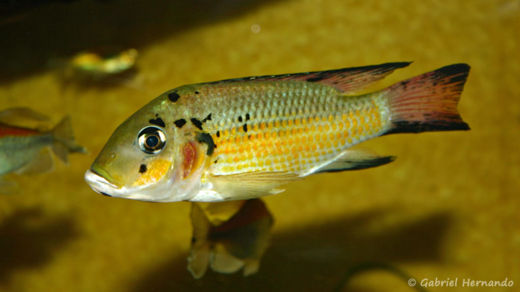 Sarotherodon melanotheron (Association aquariophile de Rouen, mars 2006)