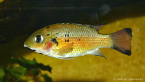 Sarotherodon melanotheron (Association aquariophile de Rouen, mars 2006)