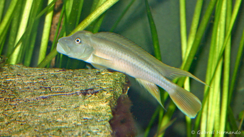 Steatocranus tinanti (Club aquariophile de Vernon, juin 2004)
