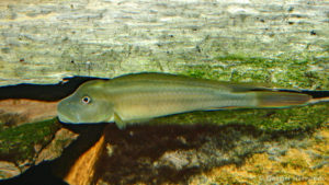 Steatocranus tinanti (Club aquariophile de Vernon, juin 2004)