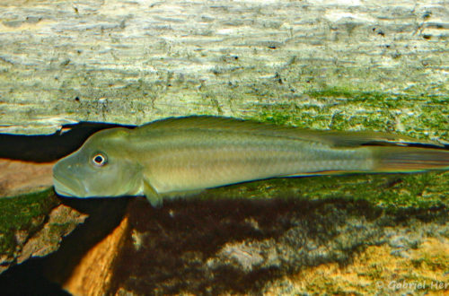 Steatocranus tinanti (Club aquariophile de Vernon, juin 2004)