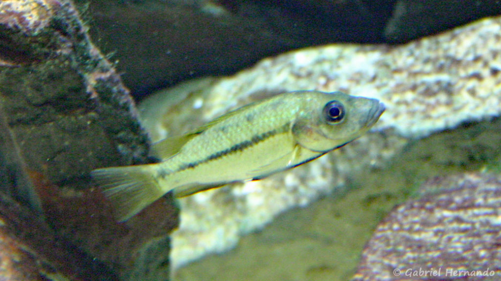 Stomatepia mariae (Aquarium du palais de la Porte Dorée, décembre 2004)