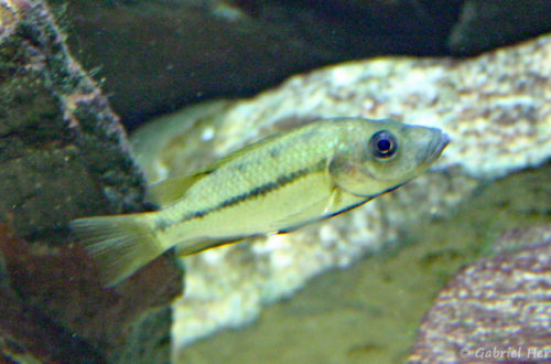 Stomatepia mariae (Aquarium du palais de la Porte Dorée, décembre 2004)