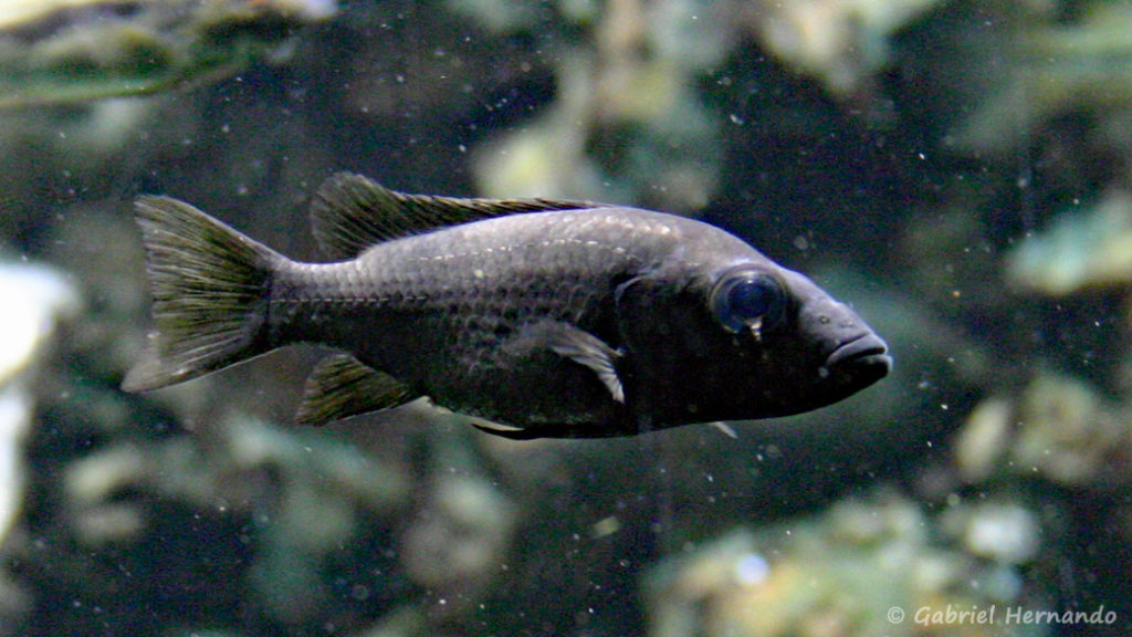 Stomatepia pindu (Aquarium du palais de la Porte Dorée, Décembre 2004)