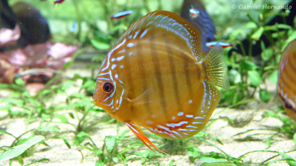 Symphysodon aequifasciatus (Aquarium du Palais de la Porte Dorée, Paris, décembre 2004)