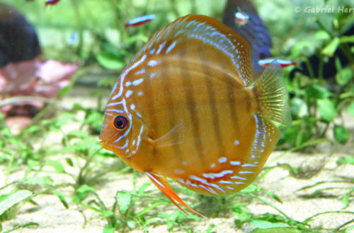 Symphysodon aequifasciatus (Aquarium du Palais de la Porte Dorée, Paris, décembre 2004)