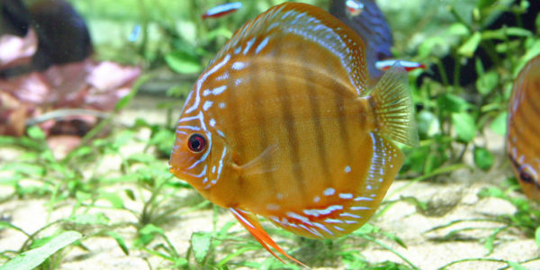 Symphysodon aequifasciatus (Aquarium du Palais de la Porte Dorée, Paris, décembre 2004)