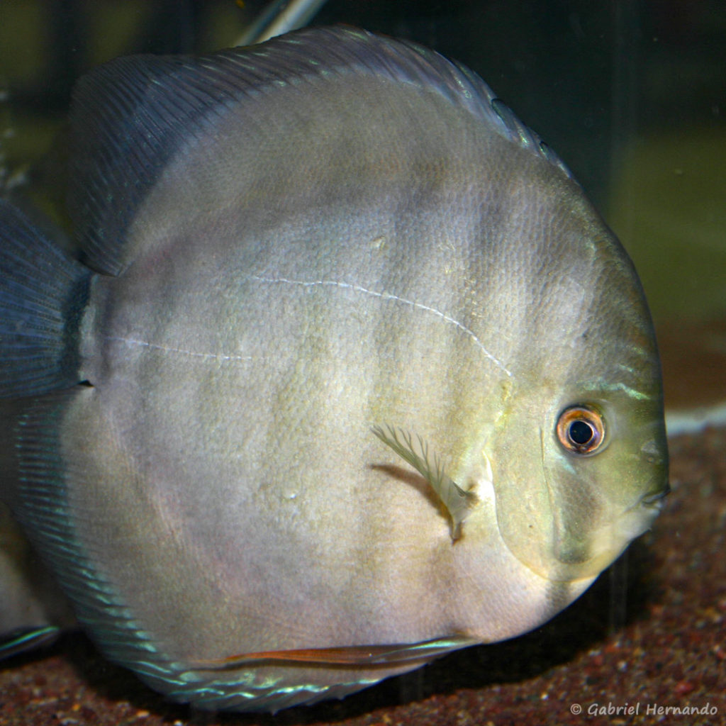 Symphysodon aequifasciatus, variété du Rio Xingu (Vichy, congrès AFC 2005)