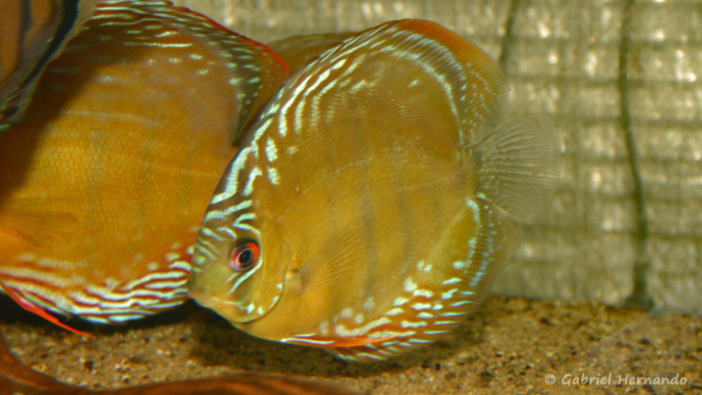 Symphysodon discus, variété du rio Abacaxis (Verduijn Cichlids, mars 2006)