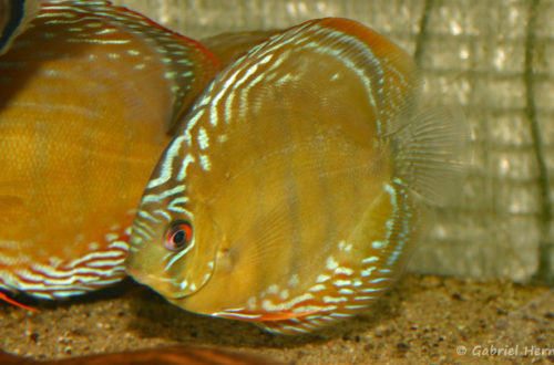 Symphysodon discus, variété du rio Abacaxis (Verduijn Cichlids, mars 2006)