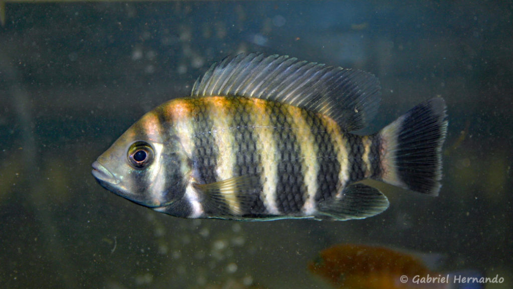 Heterotilapia buttikoferi (Vichy, congrès AFC 2007)