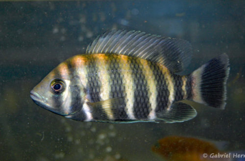 Heterotilapia buttikoferi (Vichy, congrès AFC 2007)