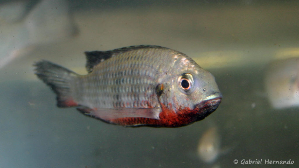 Coptodon discolor, du Lac Bosumtwi au Ghana (Vichy, congrès AFC 2005)