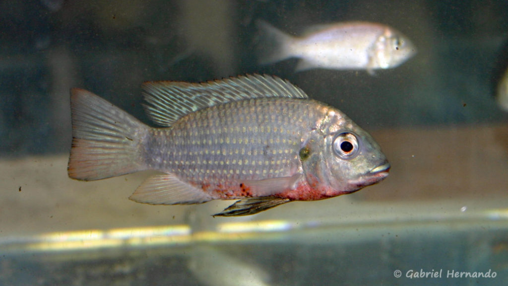 Coptodon discolor, du Lac Bosumtwi au Ghana (Vichy, congrès AFC 2005)