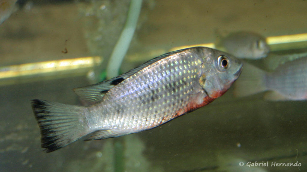 Coptodon discolor, du Lac Bosumtwi au Ghana (Vichy, congrès AFC 2005)