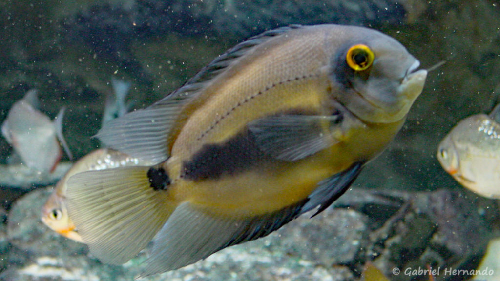 Uaru amphiacanthoides (Aquarium du Palais de la Porte Dorée, Paris, mars 2004)