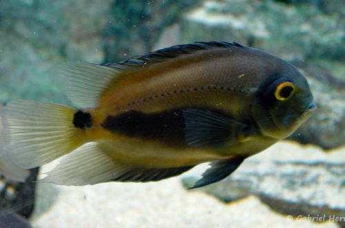 Uaru amphiacanthoides (Aquarium du Palais de la Porte Dorée, Paris, mars 2004)