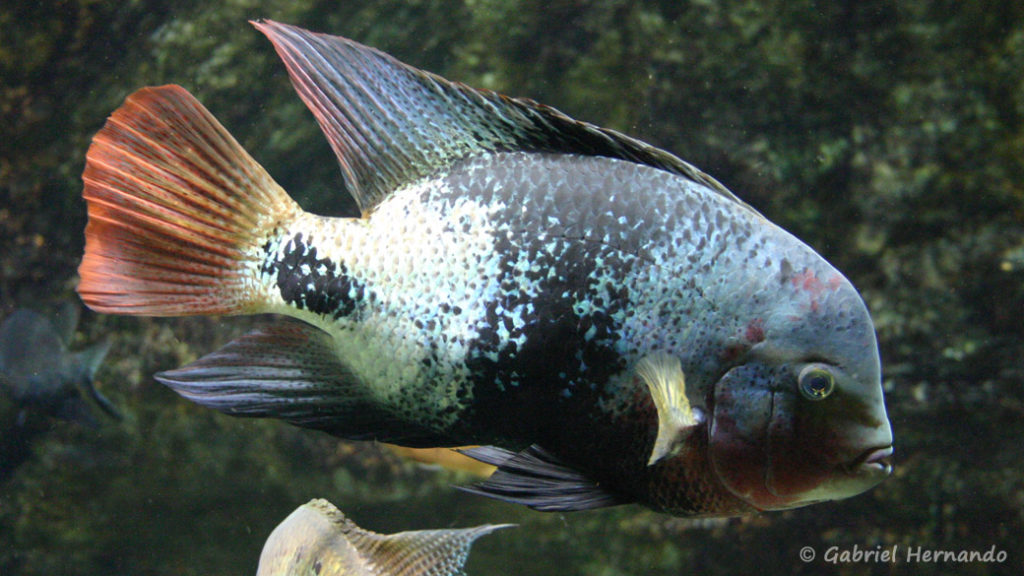 Vieja maculicauda (Aquarium du palais de la Porte Dorée, décembre 2004)