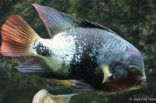 Vieja maculicauda (Aquarium du palais de la Porte Dorée, décembre 2004)