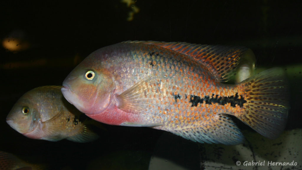 Vieja synspila (Verduijn Cichlids, mars 2006)