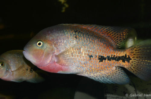 Vieja synspila (Verduijn Cichlids, mars 2006)