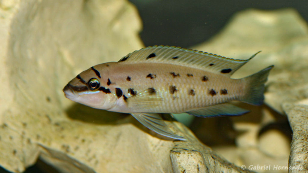 Chalinochromis sp. "ndobhoi" (local de Steve et Jérôme, Suisse, décembre 2008)
