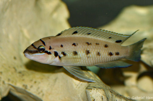 Chalinochromis sp. "ndobhoi" (local de Steve et Jérôme, Suisse, décembre 2008)