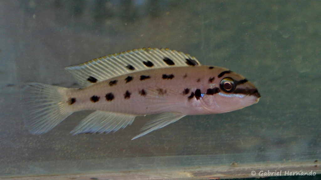 Chalinochromis sp. "ndobhoi" (Vichy, congrès AFC 2005)