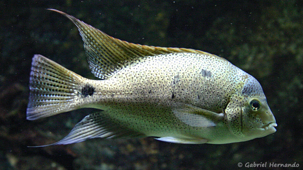 Maskaheros argenteus (Aquarium du Palais de la Porte Dorée, décembre 2004)