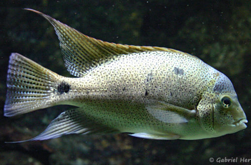 Maskaheros argenteus (Aquarium du Palais de la Porte Dorée, décembre 2004)