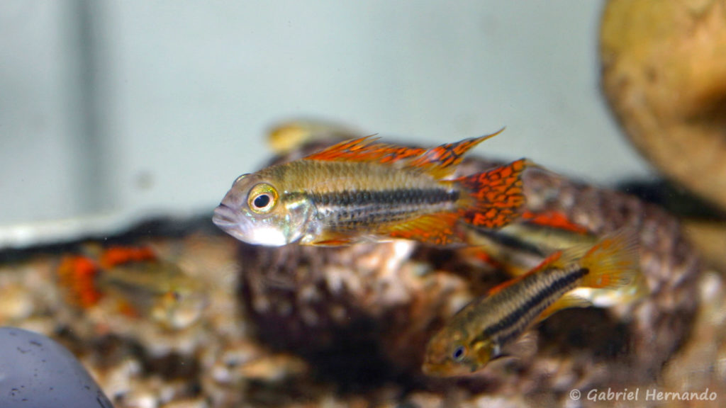 Apistogramma cacatuoides (Verduijn Cichlids, mars 2006)