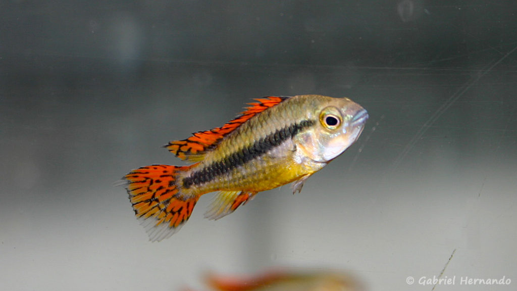 Apistogramma cacatuoides (Verduijn Cichlids, mars 2006)