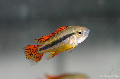 Apistogramma cacatuoides (Verduijn Cichlids, mars 2006)