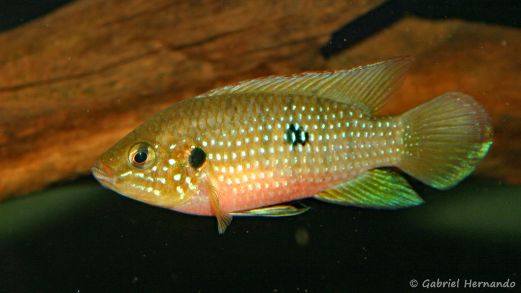 Hemichromis stellifer (Club aquariophile de Vernon, janvier 2006)