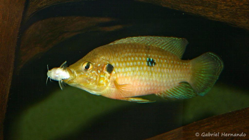 Hemichromis stellifer venant d'attraper un Microsynodontis (Club aquariophile de Vernon, septembre 2006)