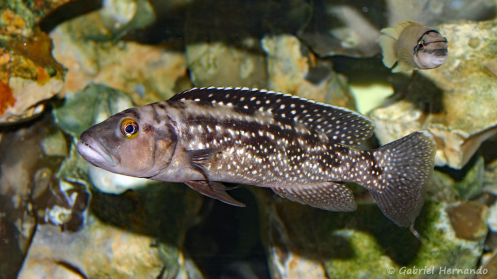 Lepidiolamprologus elongatus (chez Gilles Garrier, décembre 2006)