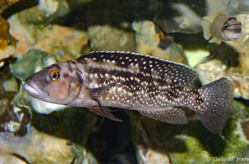 Lepidiolamprologus elongatus (chez Gilles Garrier, décembre 2006)