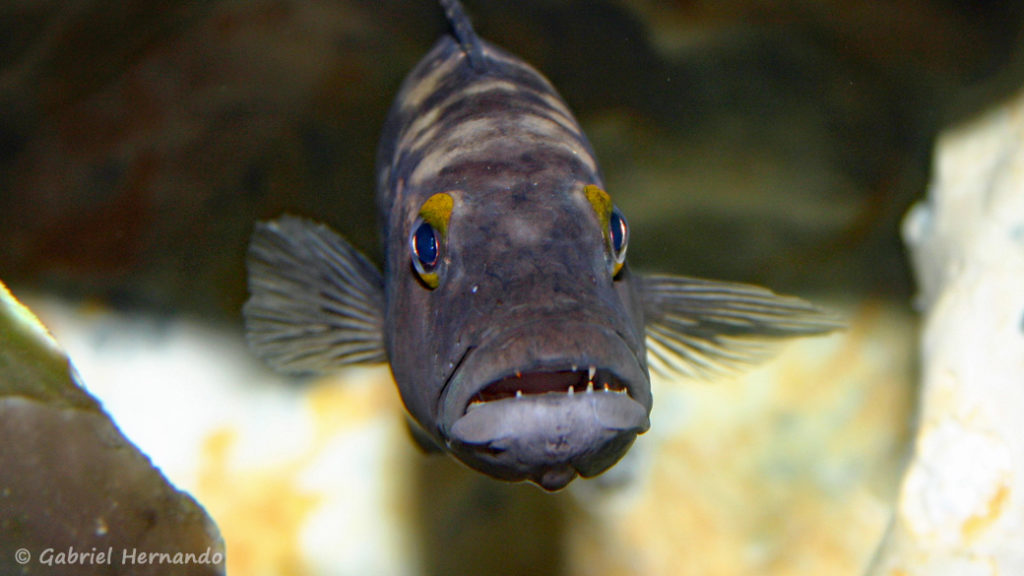 Lepidiolamprologus elongatus (chez Gilles Garrier, novembre 2007)