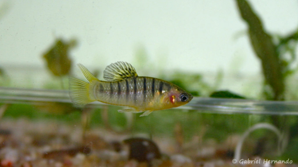 Limia nigrofasciata, mâle (Club aquariophile de Vernon, juillet 2007)