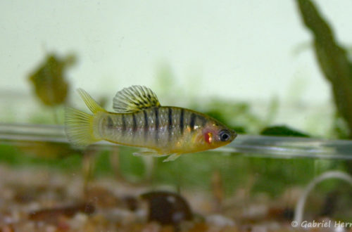 Poecilia nigrofasciata, mâle (Club aquariophile de Vernon, juillet 2007)