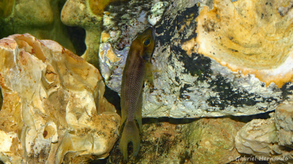 Neolamprologus furcifer (chez Benoît Jonas, juillet 2007)