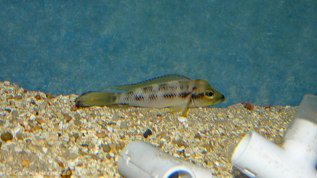 Neolamprologus furcifer (chez Benoît Jonas, juillet 2007)